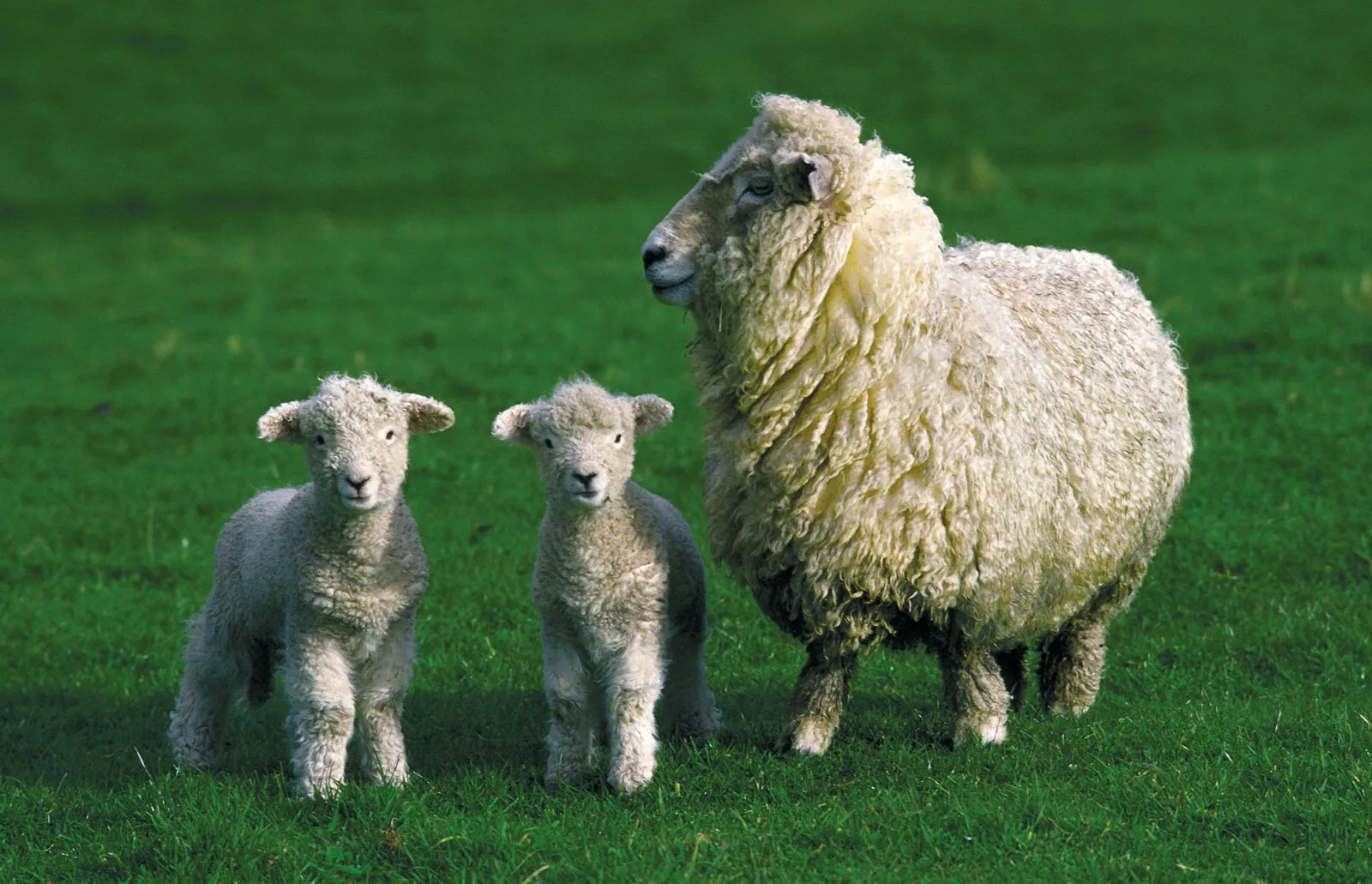 Adult-sheep-lambs