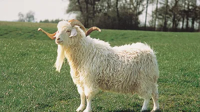 Angora-goat
